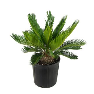 Cycad Cycas Sago