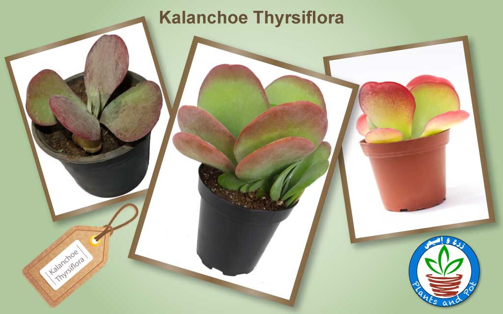 Kalanchoe Thyrsiflora