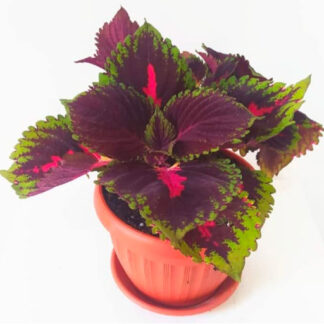 كوليوس Coleus