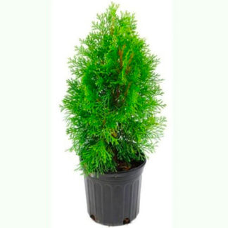 تويا Thuja